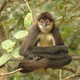 A Geoffroy's spider monkey on a branch.